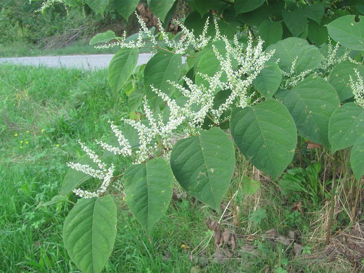 Reynoutria japonica (=Fallopia japonica) / Poligono del Giappone